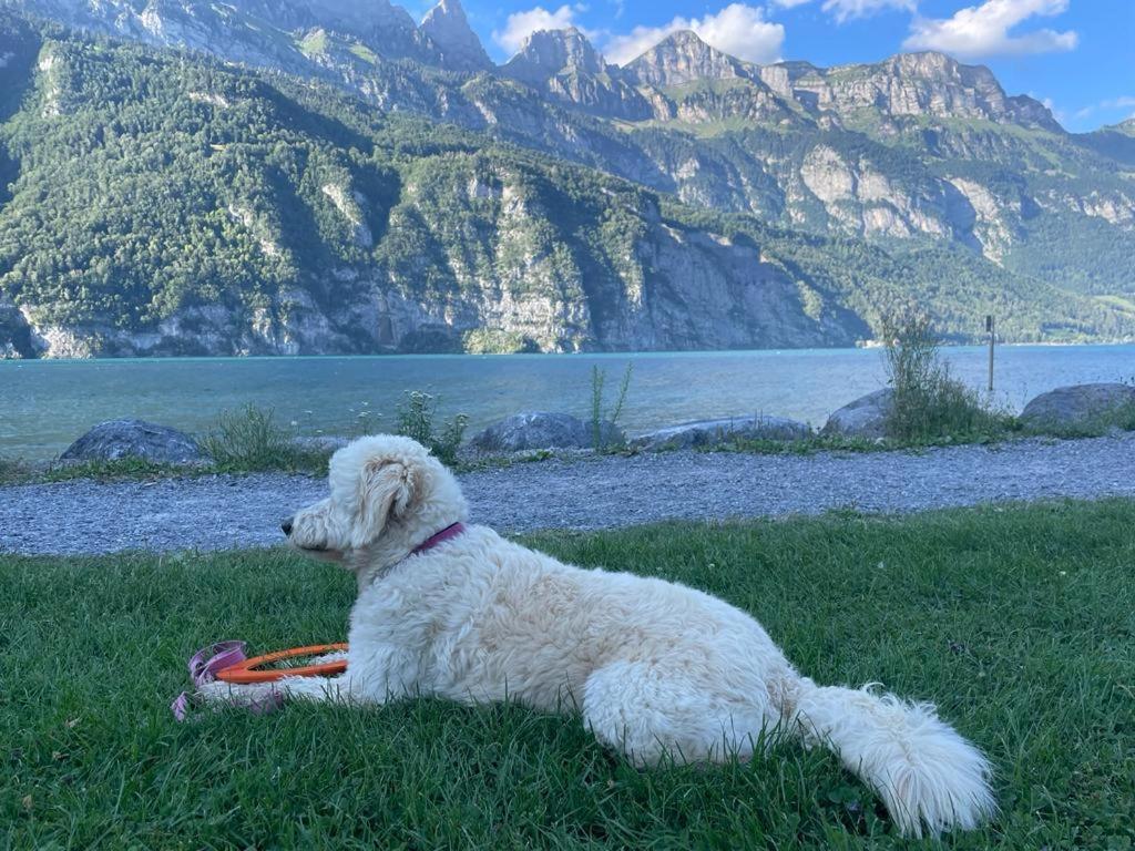 Doodle'S Amazing Chalet -Walensee - Flumserberg - Churfirsten - Heidiland - Pool - Sauna مولس المظهر الخارجي الصورة