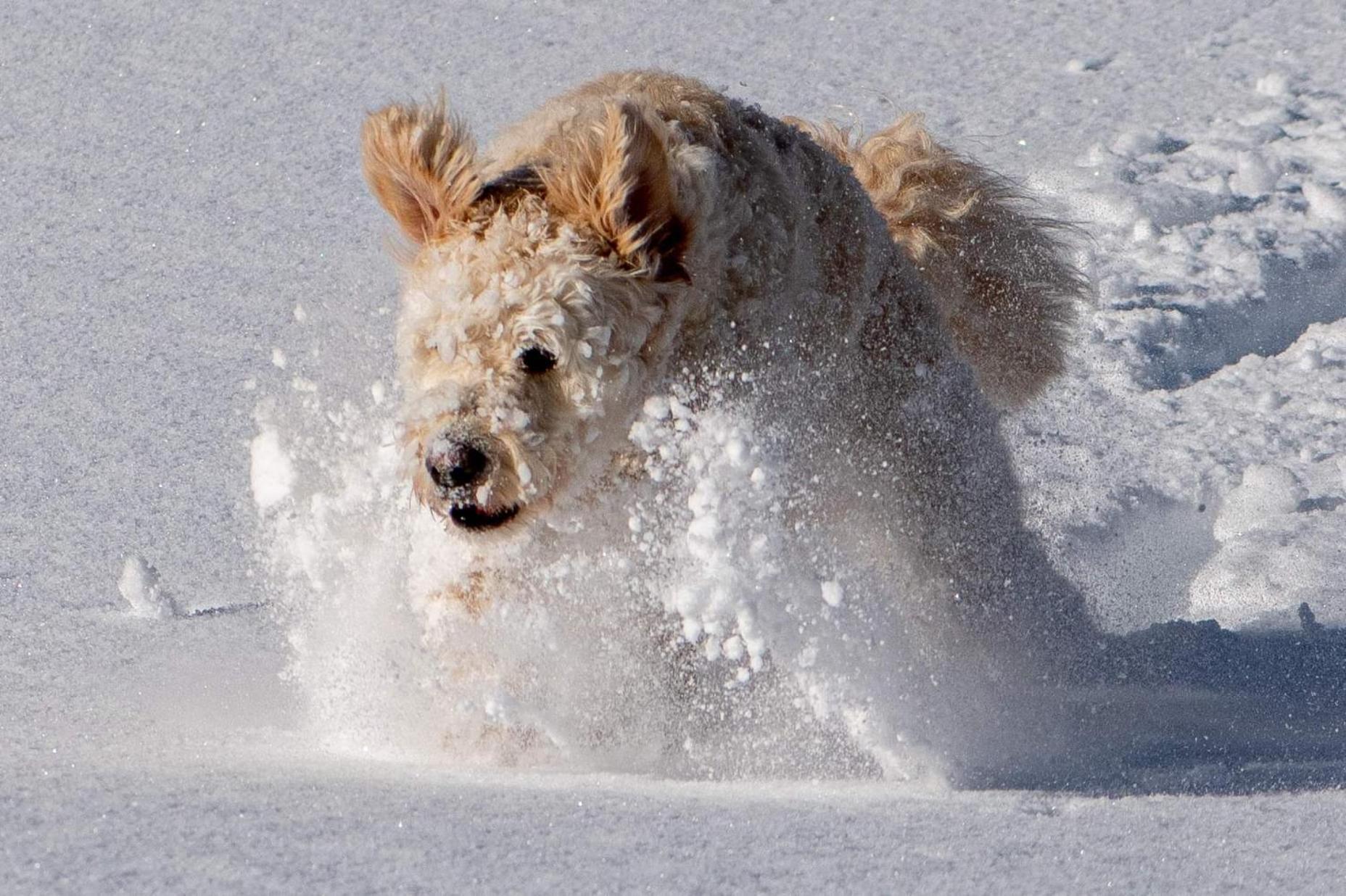 Doodle'S Amazing Chalet -Walensee - Flumserberg - Churfirsten - Heidiland - Pool - Sauna مولس المظهر الخارجي الصورة